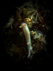 Hypselodoris maculosa