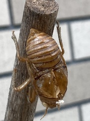 Cicadoidea