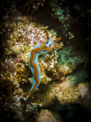 Thuridilla lineolata