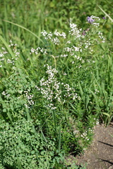 Galium paniculatum