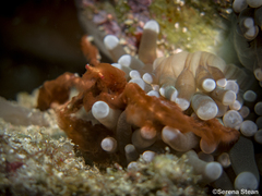 Achaeus japonicus