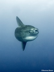 Mola alexandrini