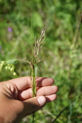 Achnatherum sibiricum