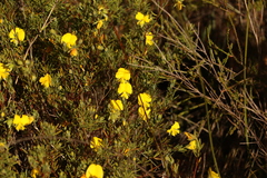 Gompholobium virgatum