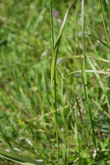 Achnatherum sibiricum