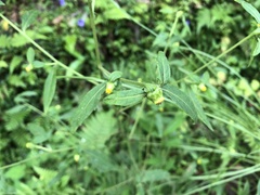 Carpesium divaricatum