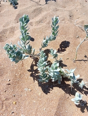 Convolvulus persicus