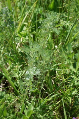 Artemisia sericea