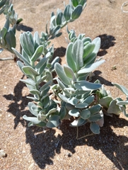 Convolvulus persicus