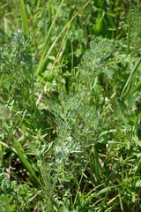 Artemisia sericea