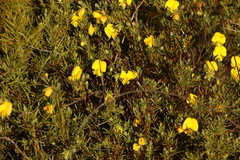 Gompholobium virgatum