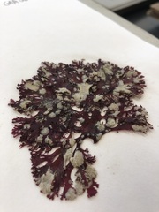 Callophyllis flabellulata