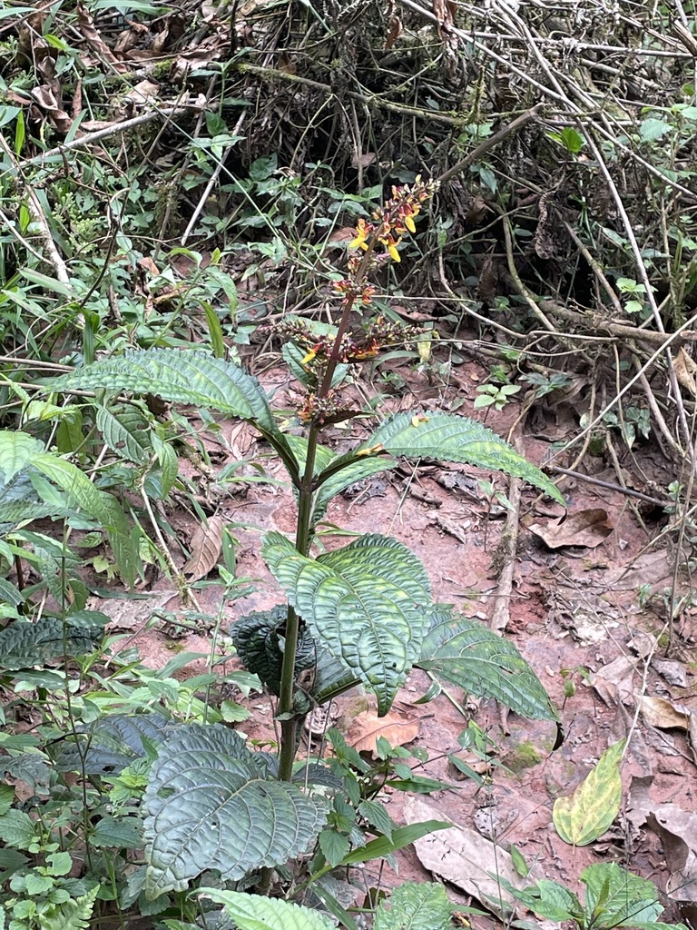 Coleus decurrens — a medium houseplant