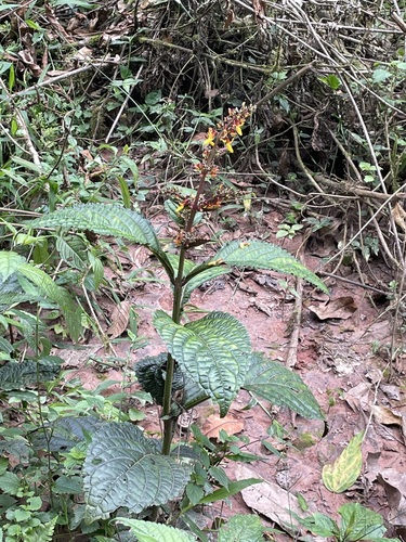 Coleus decurrens — search result for 'Coleus'