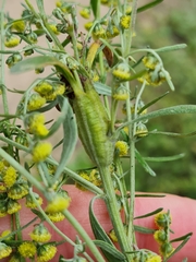 Eucosma metzneriana