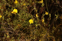 Gompholobium virgatum