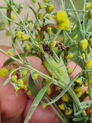 Eucosma metzneriana
