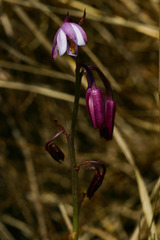 Eulophia hians hians