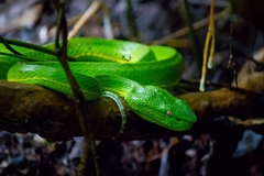 Trimeresurus vogeli