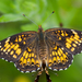 Harris's Checkerspot - Photo (c) Kent McFarland, some rights reserved (CC BY-NC)