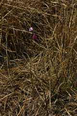 Eulophia hians hians