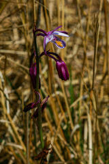 Eulophia hians hians