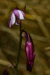 Eulophia hians hians