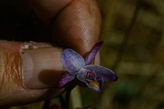 Eulophia hians hians