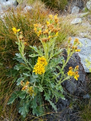 Jacobaea
