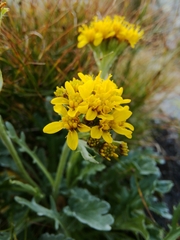 Jacobaea