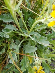 Jacobaea