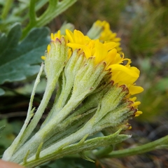 Jacobaea