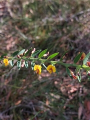 Bossiaea stephensonii