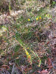 Bossiaea stephensonii