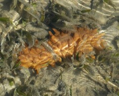 Stichopus naso