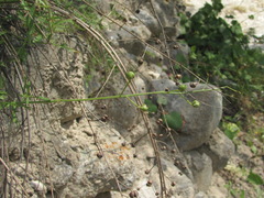 Scrophularia rupestris