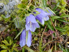 Campanula alpina