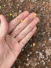 Podolepis capillaris