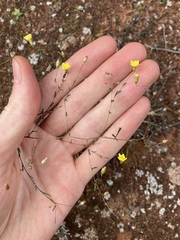 Podolepis capillaris