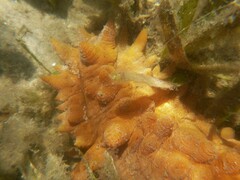 Stichopus naso