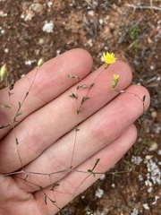 Podolepis capillaris