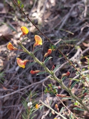 Bossiaea stephensonii