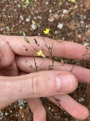 Podolepis capillaris