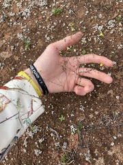 Podolepis capillaris