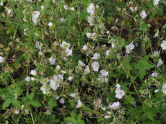 Geranium schlechteri