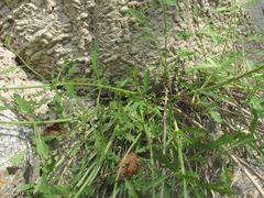 Scrophularia rupestris