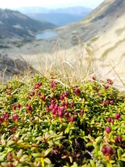Kalmia procumbens