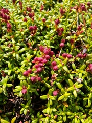 Kalmia procumbens