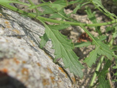 Scrophularia rupestris