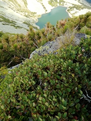 Vaccinium uliginosum